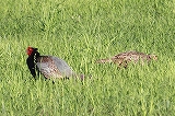 キジ♂♀
