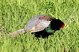 キジ♂
