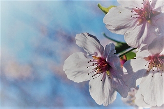 桜